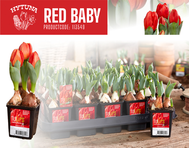 Tulip Red Baby