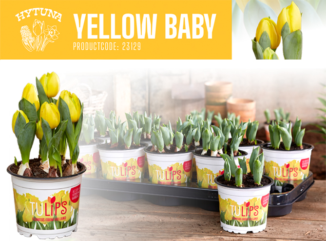 Tulips Yellow Baby