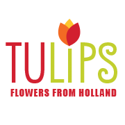 TULIPS - flowers from Holland