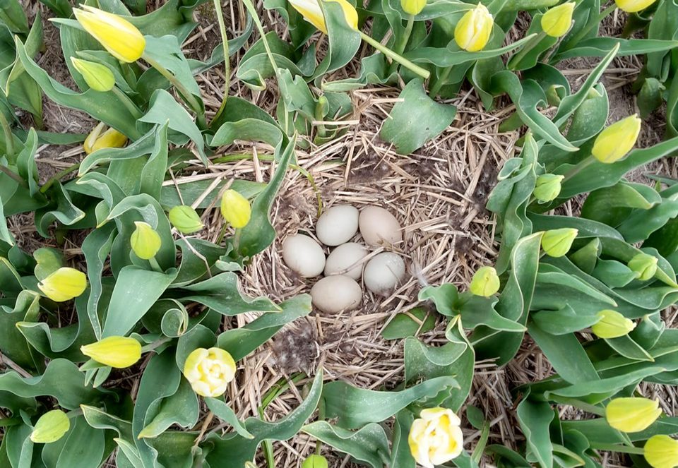 Eieren in het bloemenveld